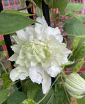 CLEMATIS ARCTIC QUEEN 20CM