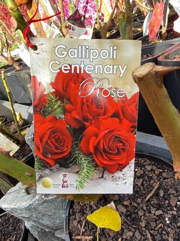 ROSA GALLIPOLI CENTENARY 20CM