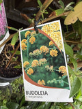 BUDDLEJA WEYERIANA 14CM