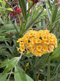 BUDDLEJA WEYERIANA 14CM