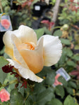 ROSA CLIMBING JUST JOEY 20CM