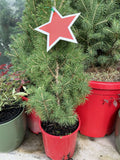 PICEA GLAUCA CHRISTMAS STAR 14CM