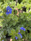EVOLVULUS BLUE MY MIND 14CM