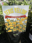 ASTERISCUS TERIS YELLOW 14CM