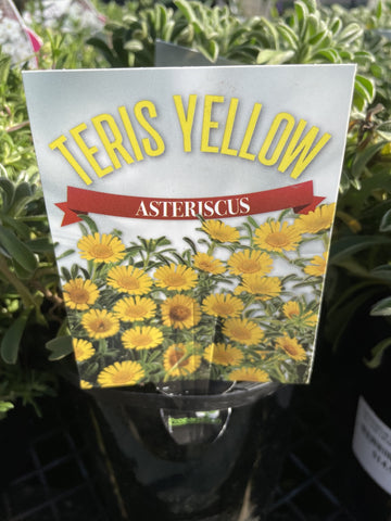 ASTERISCUS TERIS YELLOW 14CM