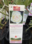ROSE DELBARD COEUR DE NEIGE 20CM 