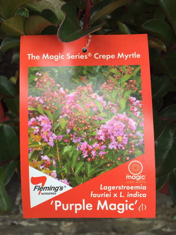 LAGERSTROEMIA PLUM MAGIC 20CM