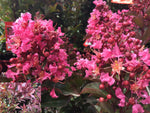 LAGERSTROEMIA CORAL MAGIC 20CM