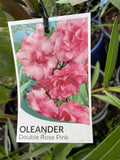 NERIUM OLEANDER DOUBLE ROSE PINK 14CM