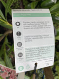 NERIUM OLEANDER DOUBLE ROSE PINK 14CM