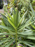 NERIUM OLEANDER DOUBLE ROSE PINK 14CM