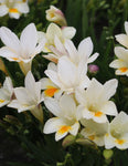 FREESIA REFRACTA ALBA