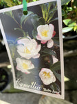 CAMELLIA BABY JANE 15CM 