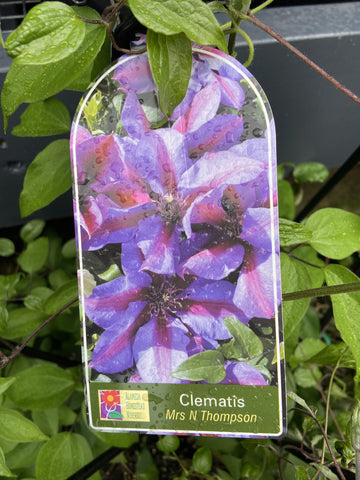 CLEMATIS MRS N THOMPSON 20CM 