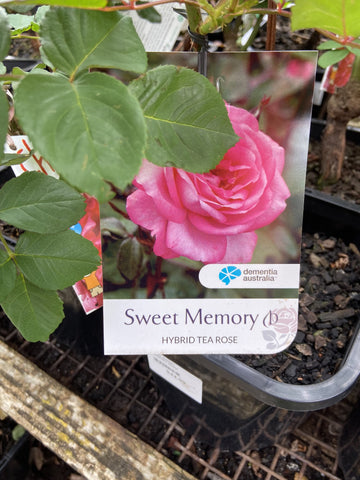 ROSA SWEET MEMORY 20CM