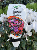CYCLAMEN BOWL POTTED 30CM 