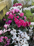 CYCLAMEN BOWL POTTED 30CM 