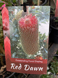 BANKSIA RED DAWN 14CM