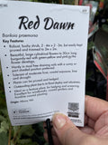 BANKSIA RED DAWN 14CM