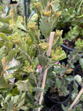 BANKSIA RED DAWN 14CM