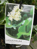 LIGUSTRUM ROTUNDIFOLIUM 14CM