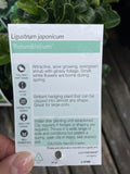 LIGUSTRUM ROTUNDIFOLIUM 14CM
