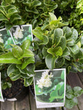 LIGUSTRUM ROTUNDIFOLIUM 14CM