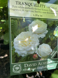 ROSE DAVID AUSTIN TRANQUILLITY BARE ROOT 