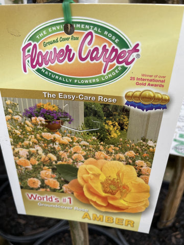 ROSA STANDARD FLOWER CARPET AMBER 3FT BARE ROOT