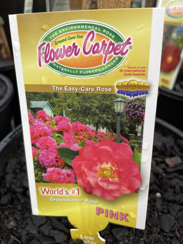 ROSA STANDARD FLOWER CARPET PINK 3FT BARE ROOT 