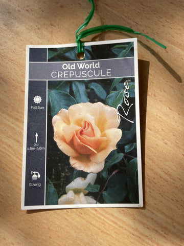 ROSE CREPUSCULE WEEPER 6FT BARE ROOT 