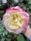 ROSE STANDARD DOUBLE DELIGHT 3FT BARE ROOT 