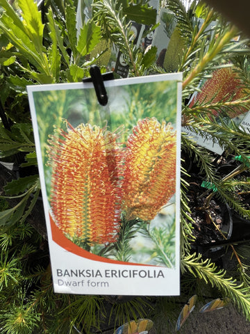 BANKSIA ERICIFOLIA DWARF 14CM