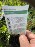 BANKSIA ERICIFOLIA DWARF 14CM