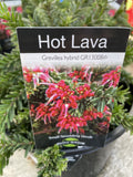 GREVILLEA HOT LAVA 20CM