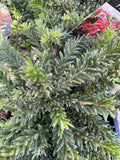 GREVILLEA HOT LAVA 20CM