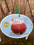 PEACH DWARF ANGEL BARE ROOT 