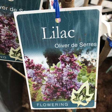 SYRINGA OLIVER DE SERRES BARE ROOT