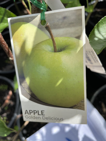 APPLE GOLDEN DELICIOUS BARE ROOT 