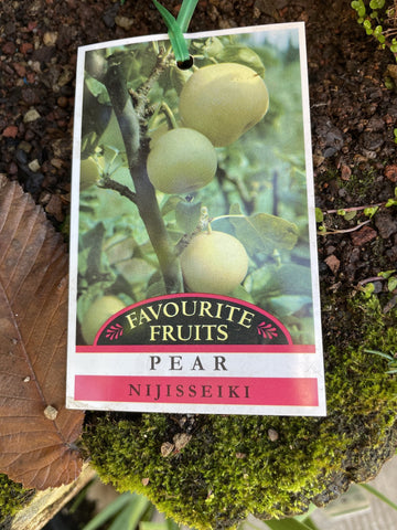 PEAR NASHI BARE ROOT