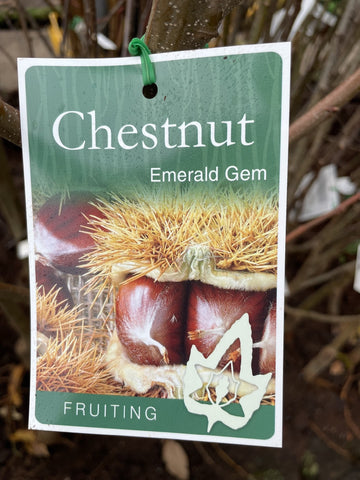 CHESTNUT EMERALD GEM BARE ROOT