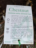 CHESTNUT EMERALD GEM BARE ROOT