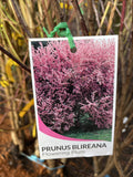 PRUNUS BLIEREANA BARE ROOT ADVANCED 