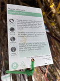 PRUNUS BLIEREANA BARE ROOT ADVANCED 