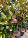MAGNOLIA TEDDY BEAR 33CM