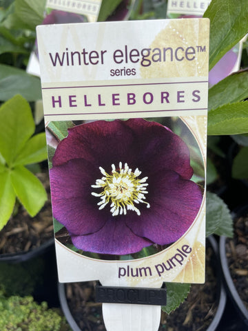 HELLEBORUS WINTER ELEGANCE PLUM PURPLE 14CM 