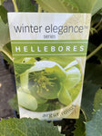 HELLEBORUS WINTER ELEGANCE ARGUTIFOLIUS 14CM 