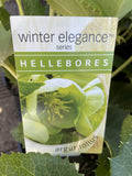 HELLEBORUS WINTER ELEGANCE ARGUTIFOLIUS 14CM 