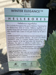 HELLEBORUS WINTER ELEGANCE ARGUTIFOLIUS 14CM 