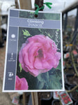 ROSE PINKIE WEEPER 6FT BARE ROOT 